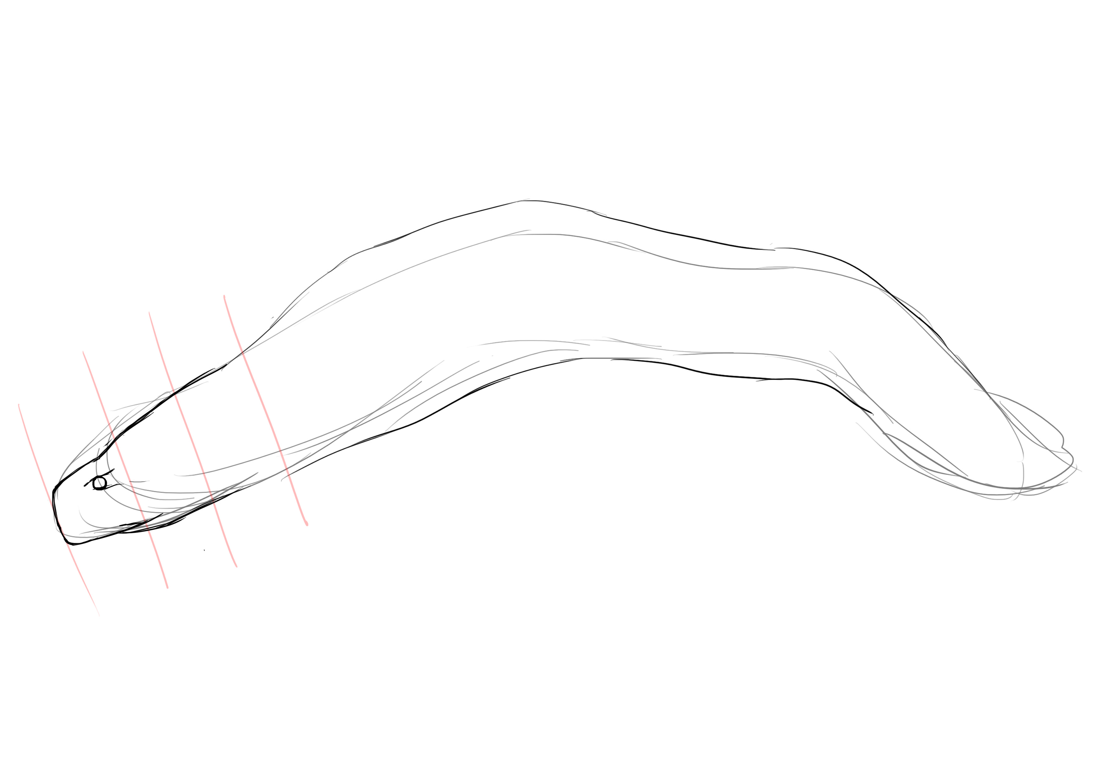 dessiner le museau de la murène