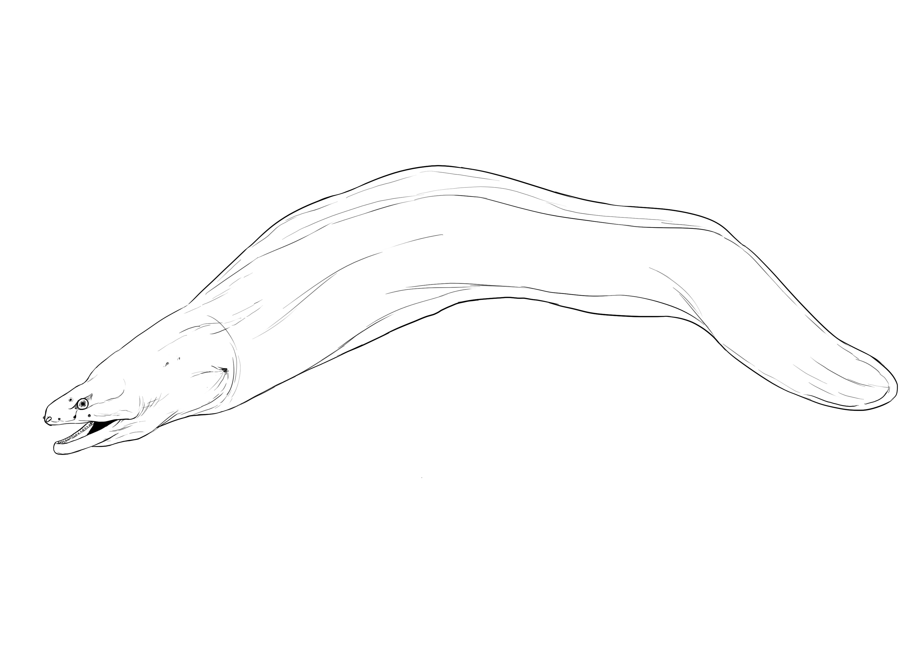 comment dessiner une murène