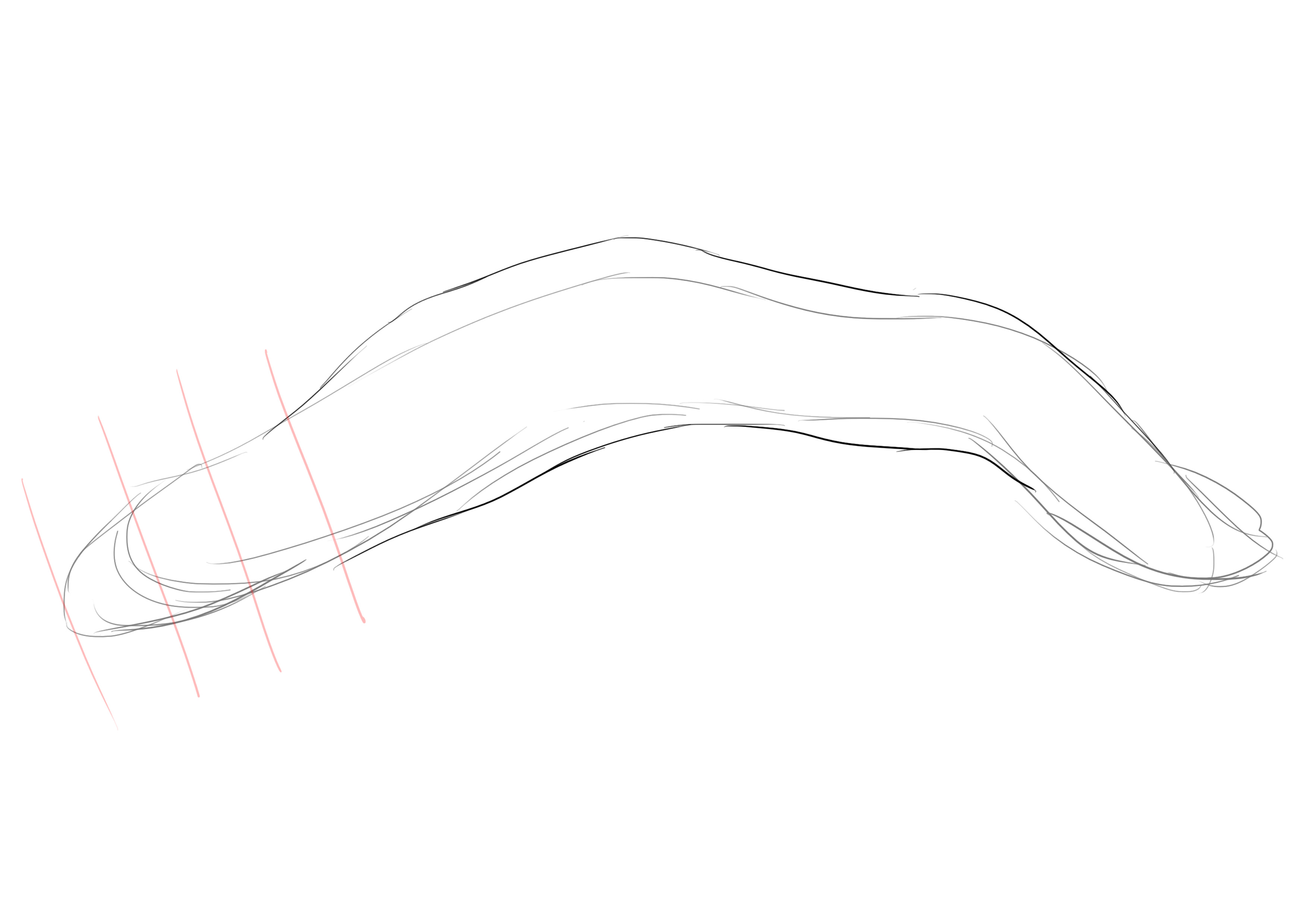 dessiner la tête de la murène 1