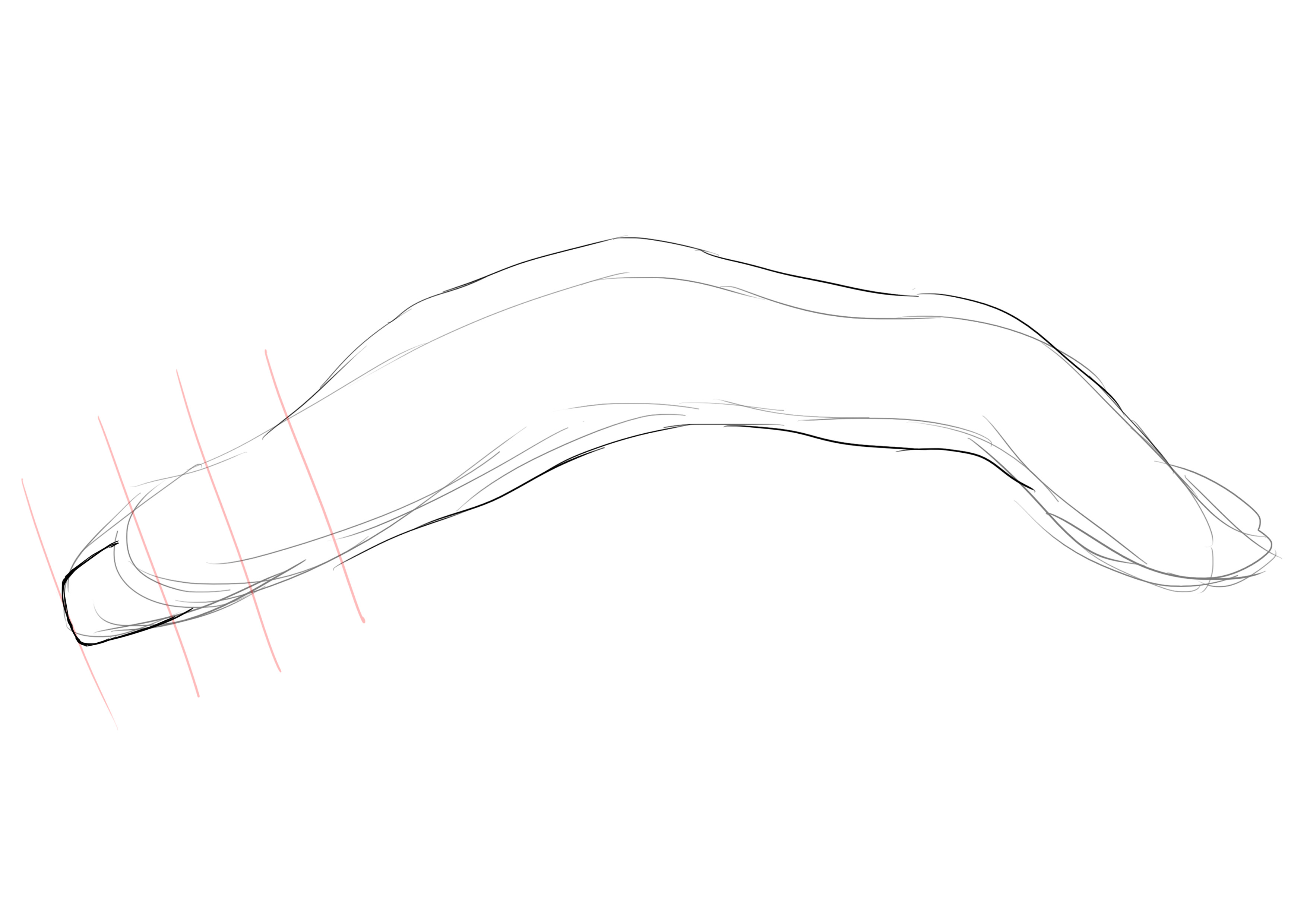 dessiner la tête de la murène 2