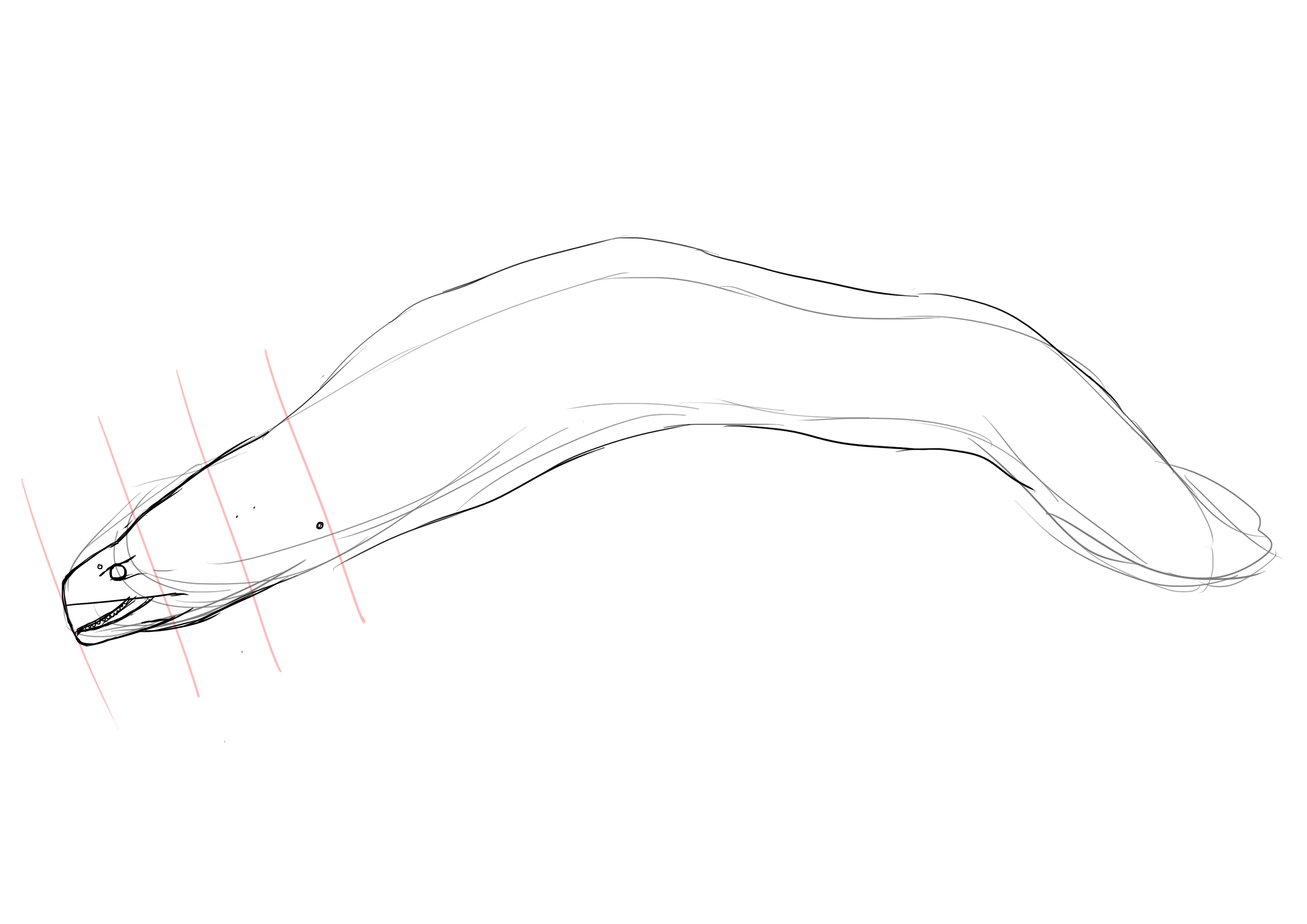 dessiner le trou de la murène
