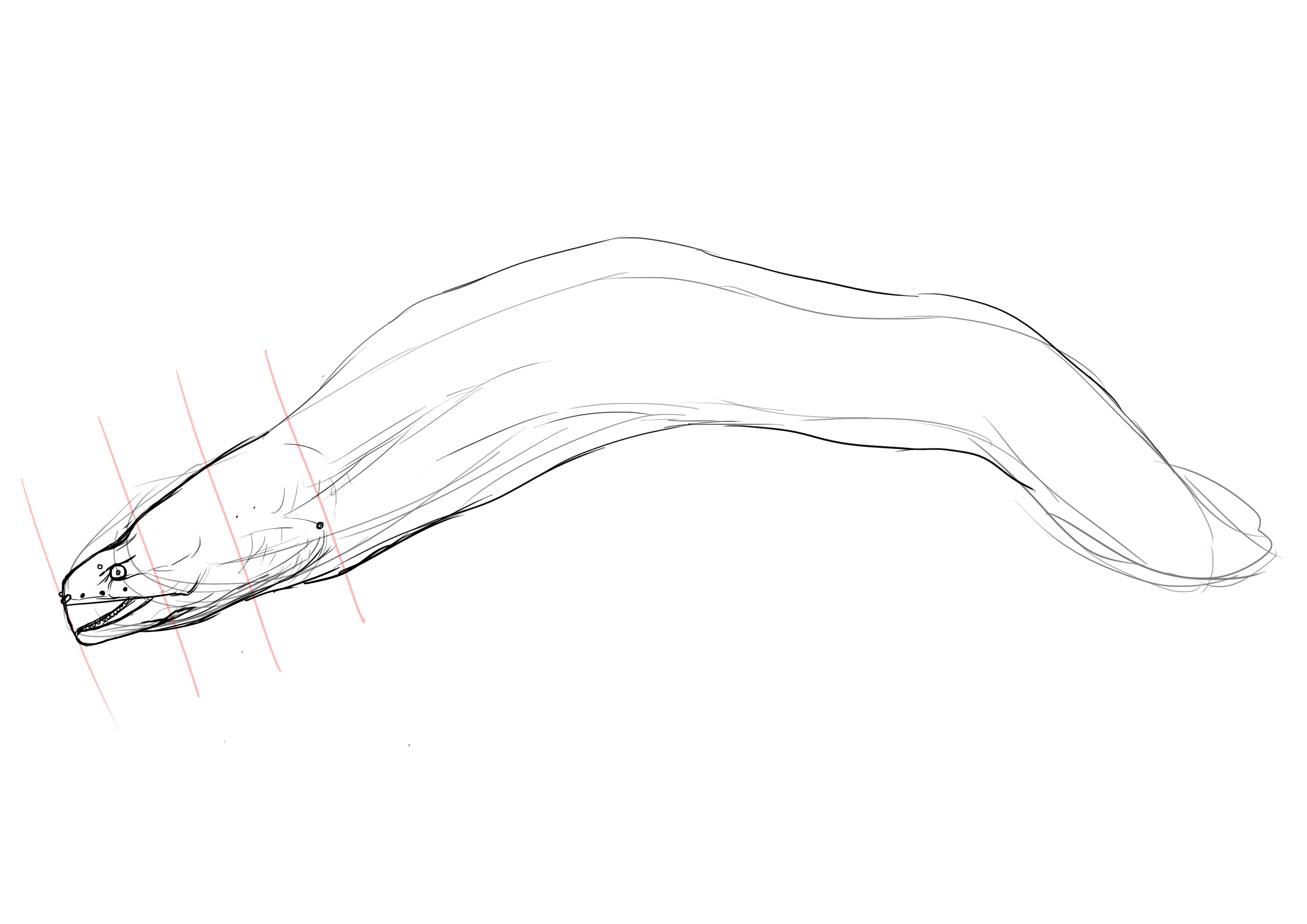 dessiner les détails des narines de la murène