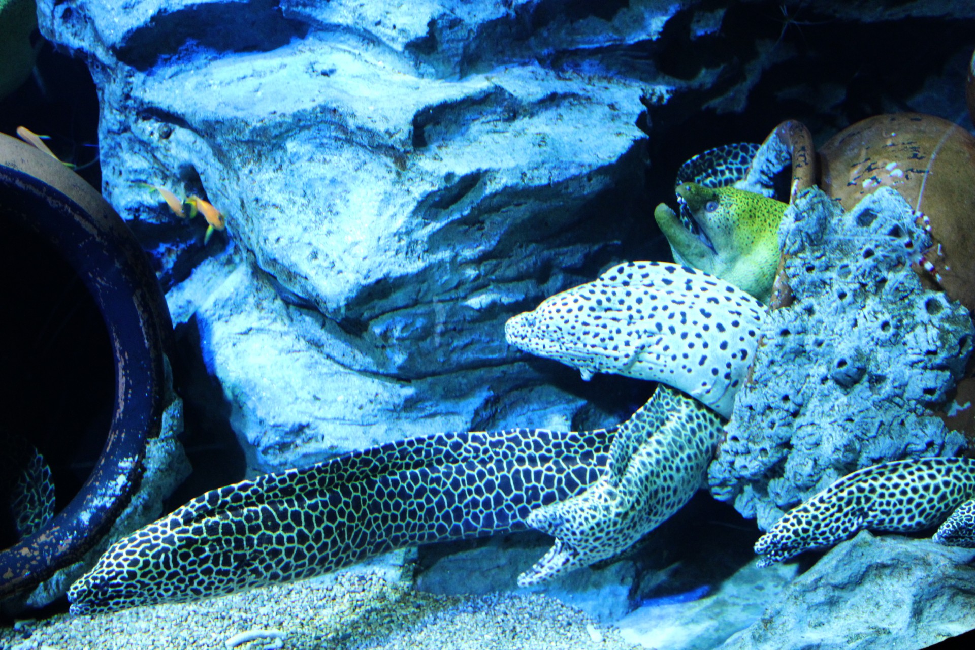 exemple d’une photo de murène