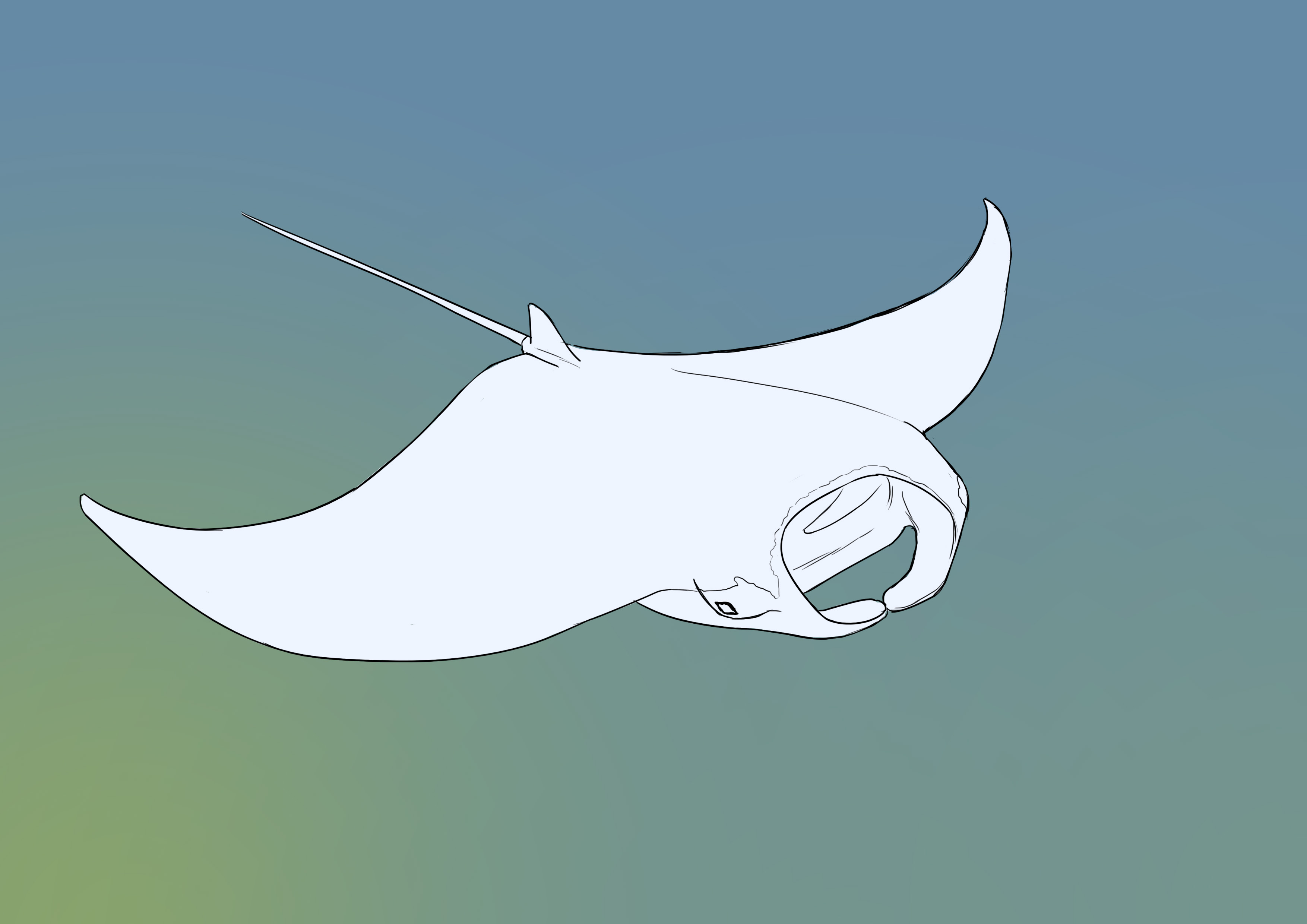 appliquer la couleur au corps de la raie 1