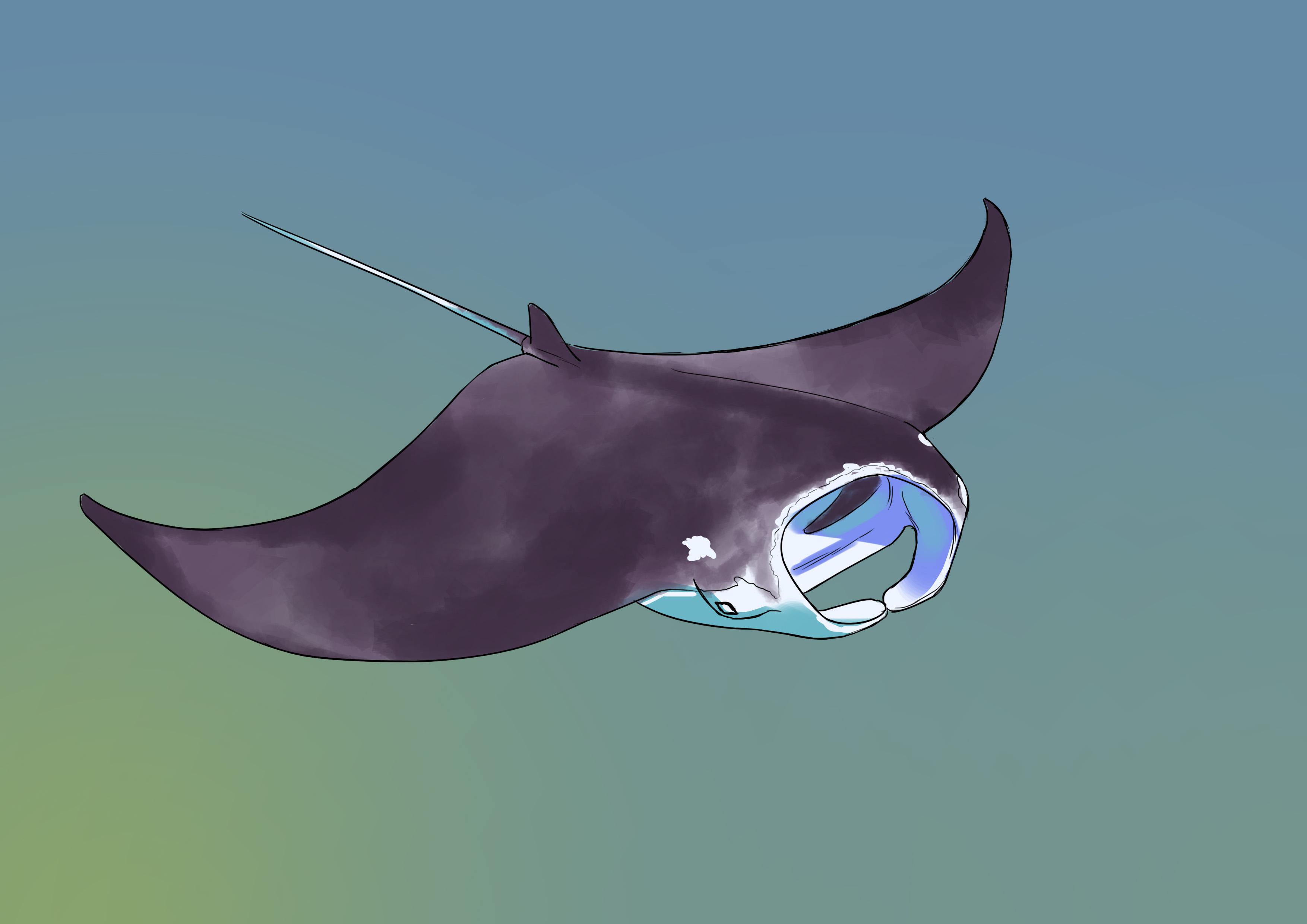 appliquer la couleur au corps de la raie 2