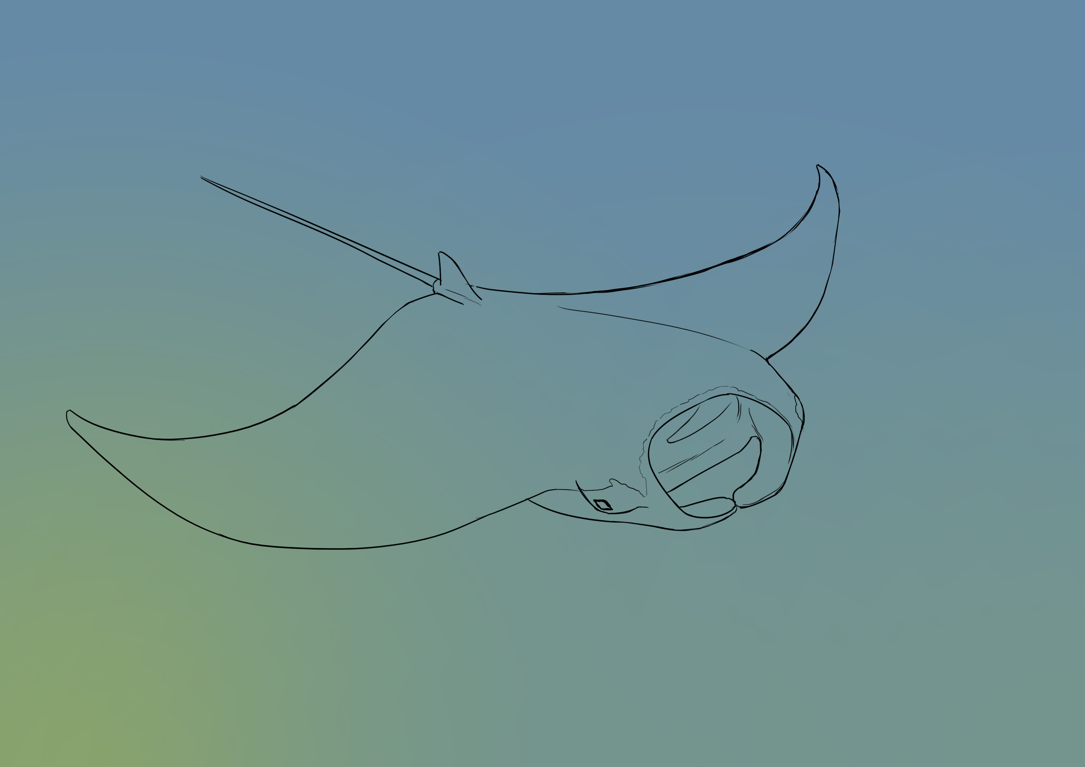 appliquer la couleur au fond du dessin de la raie