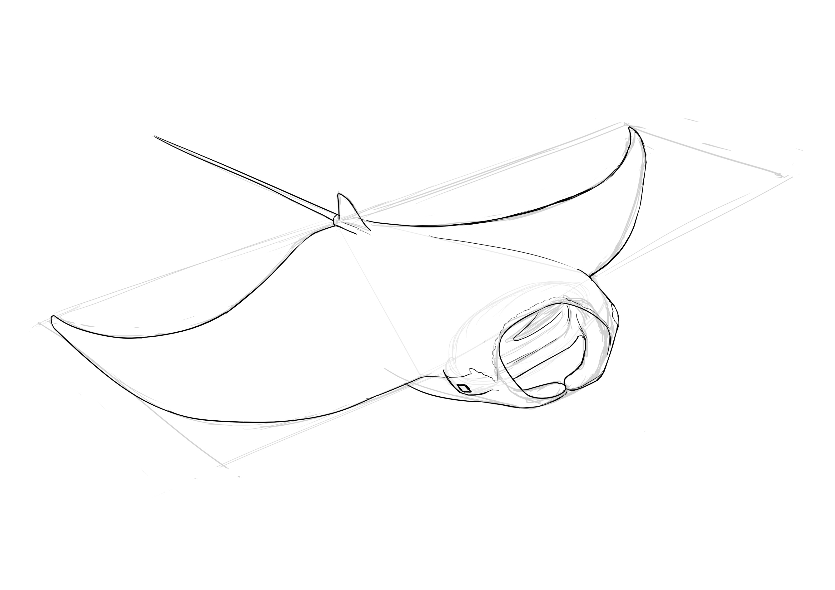 détailler le dessin de raie