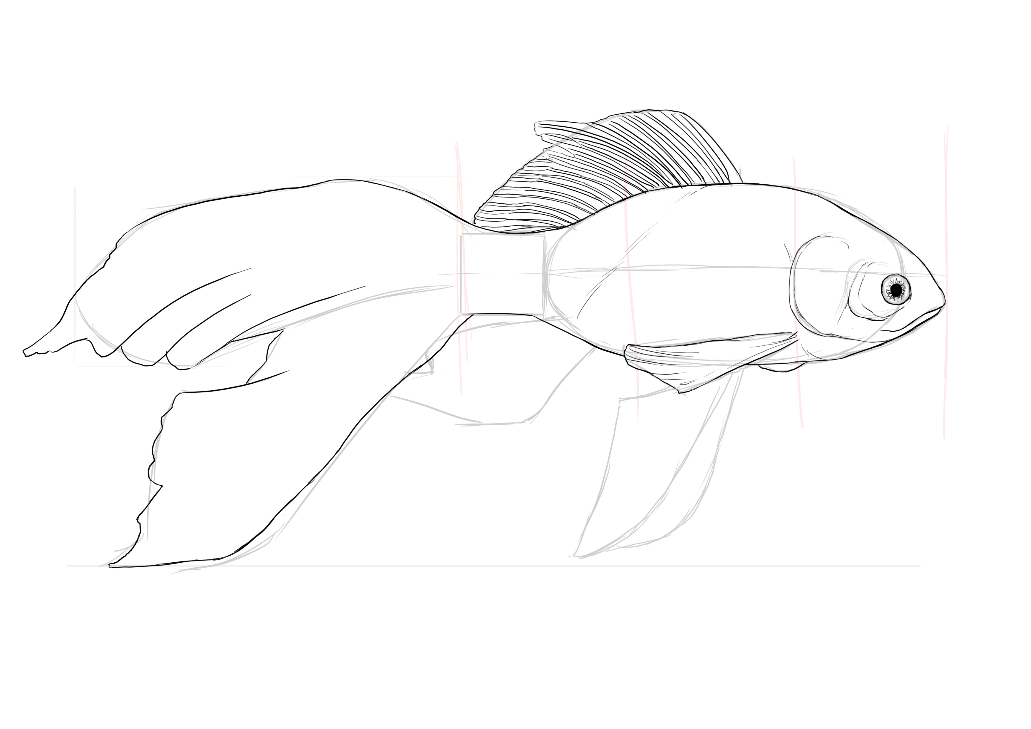 détailler le dessin des nageoires du poisson rouge