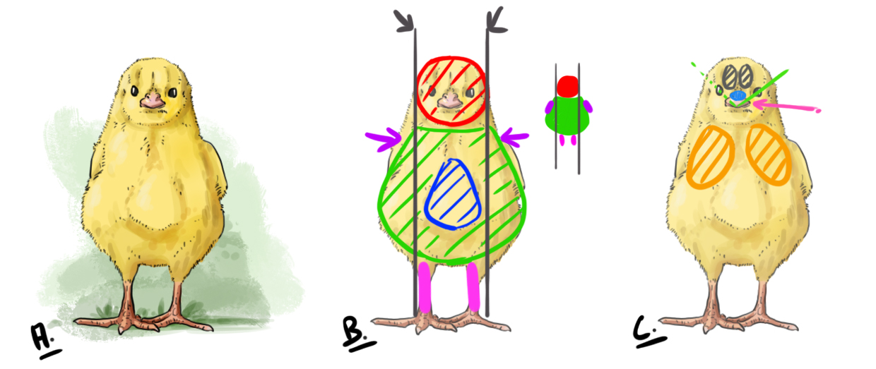 illustration pour la structure du poussin de face