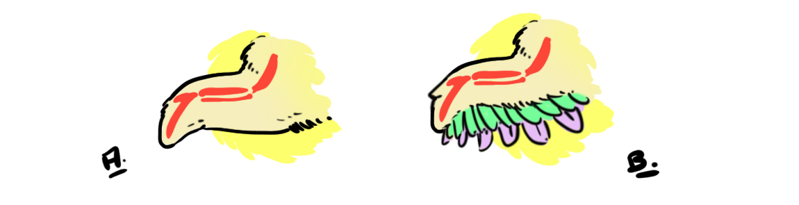 schéma d’illustration pour la comparaison des ailes