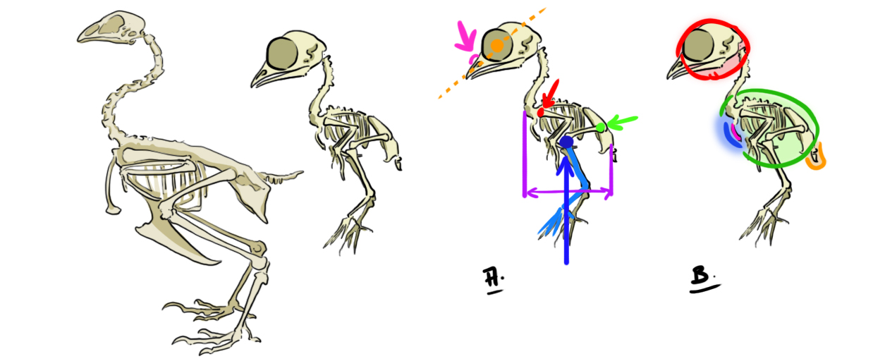 schémas d’illustration de poule et de poussin