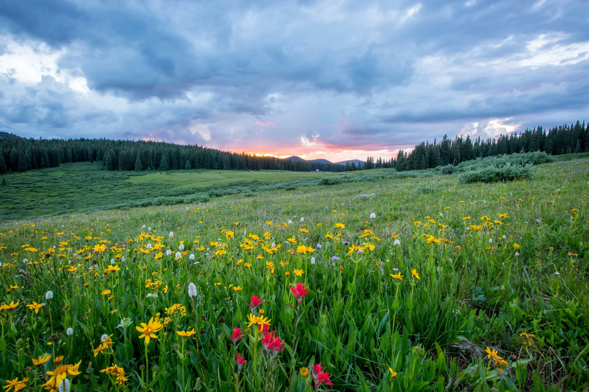 image de référence d’une prairie