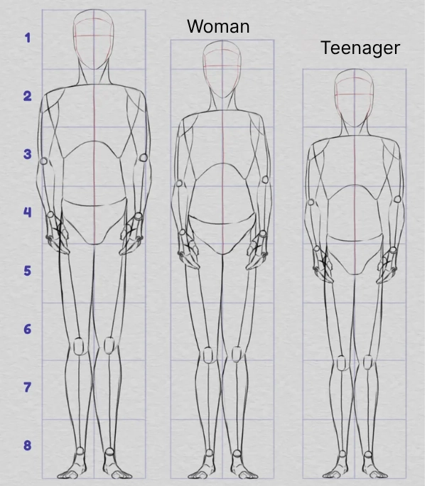drawing of the proportions of the body according to different body shapes
