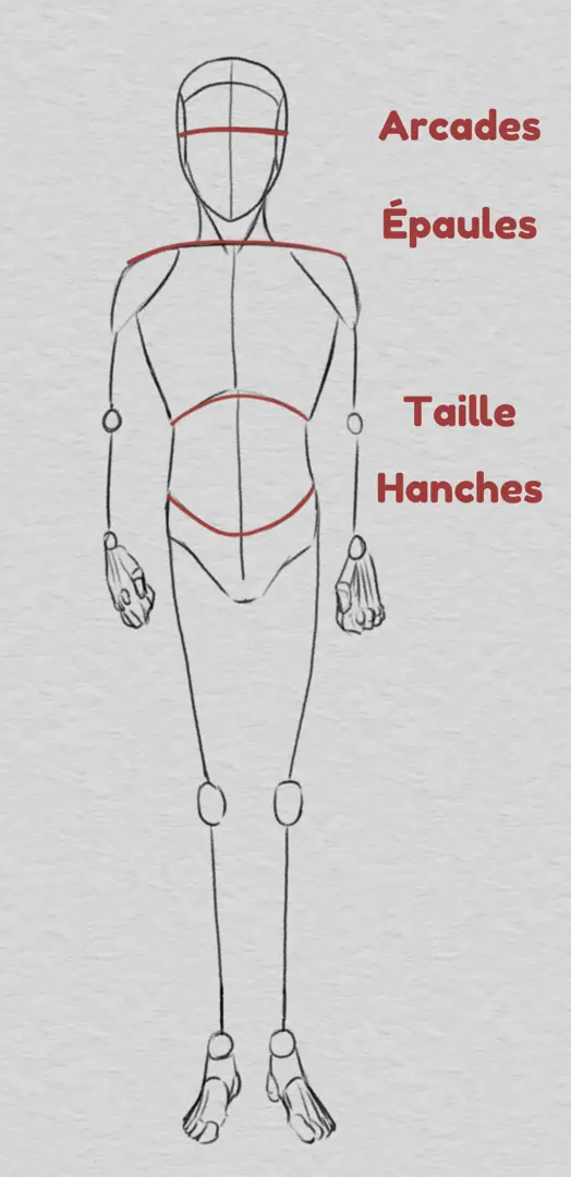 dessiner les proportions des arcades