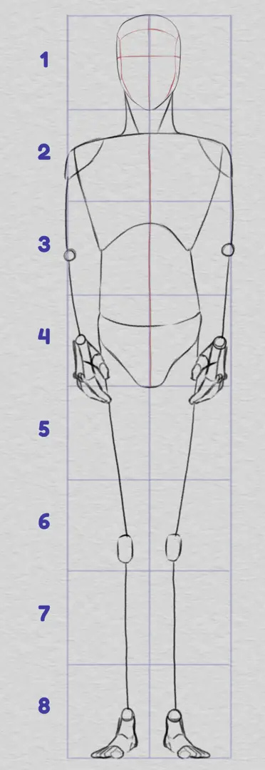 dessiner les proportions des articulations