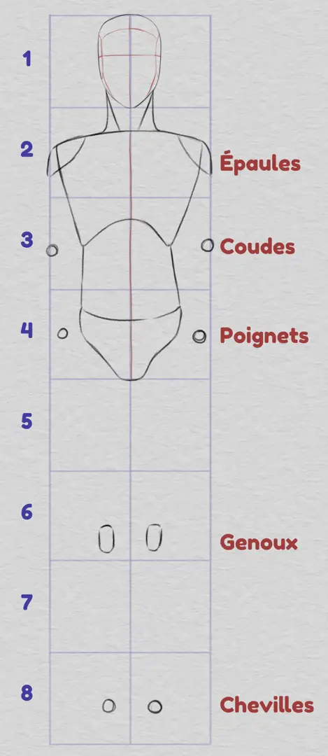 dessiner les proportions du bas du corps