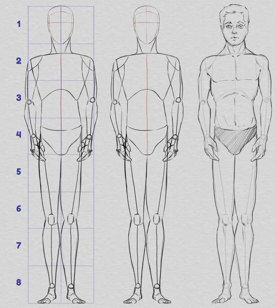 dessiner les proportions de la base du corps