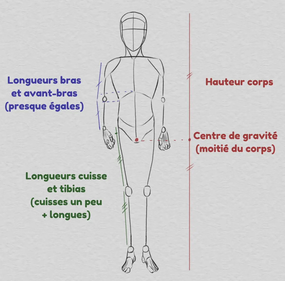 dessiner un corps selon les proportions relatives