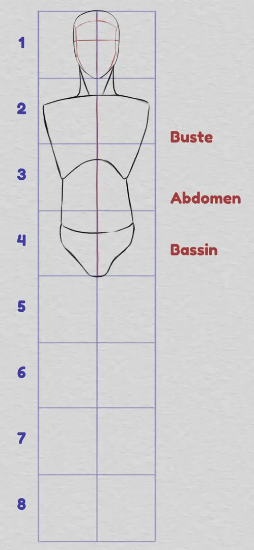 dessiner les proportions du haut du corps