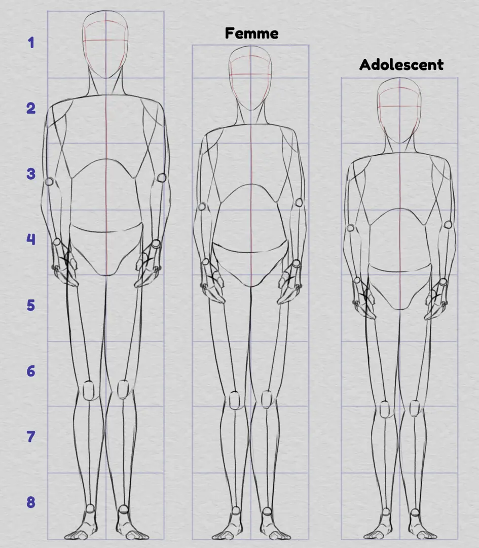 dessiner les proportions du corps selon les différentes morphologies