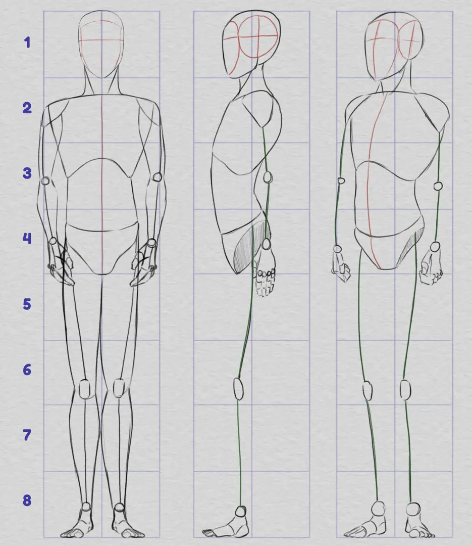 dessiner les proportions du corps humain