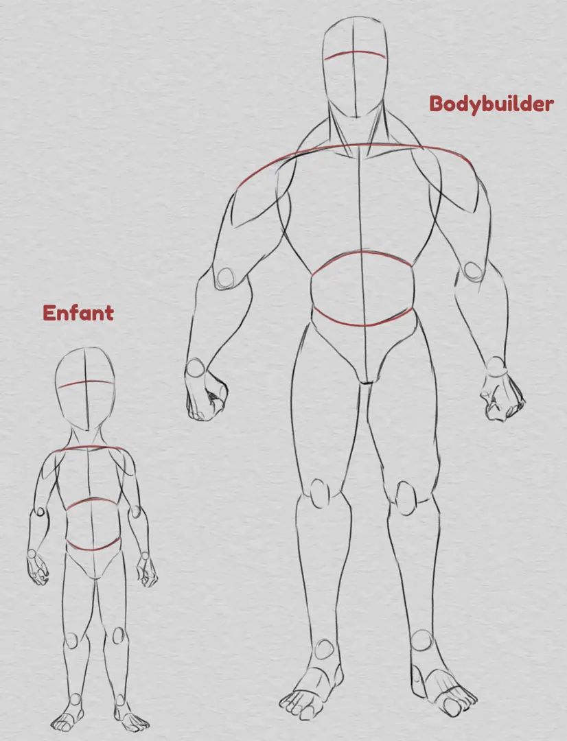 dessiner les proportions de différents types de corps