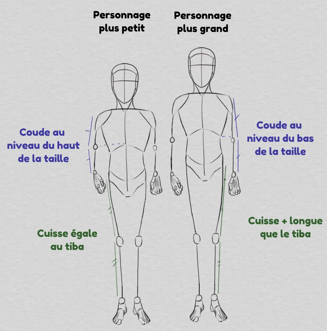 dessiner les proportions du corps en fonction de la taille