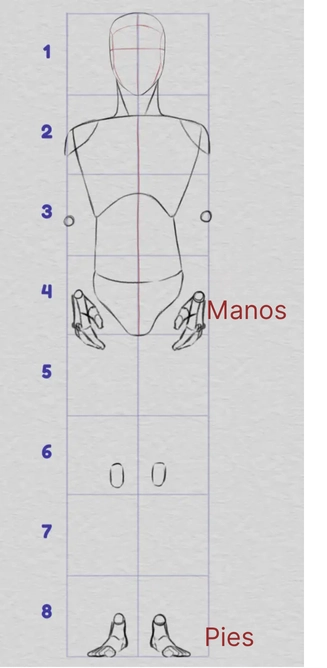 dibujar las proporciones de las manos y los pies