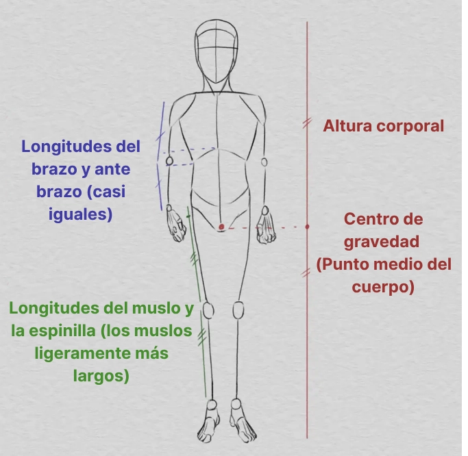 dibujar un cuerpo según las proporciones relativas