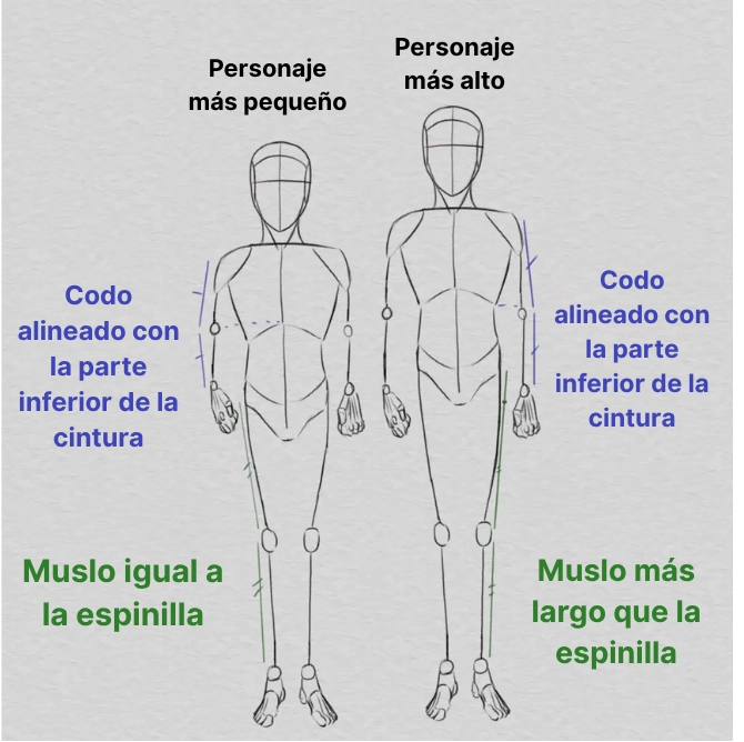 dibujar las proporciones del cuerpo en función del tamaño