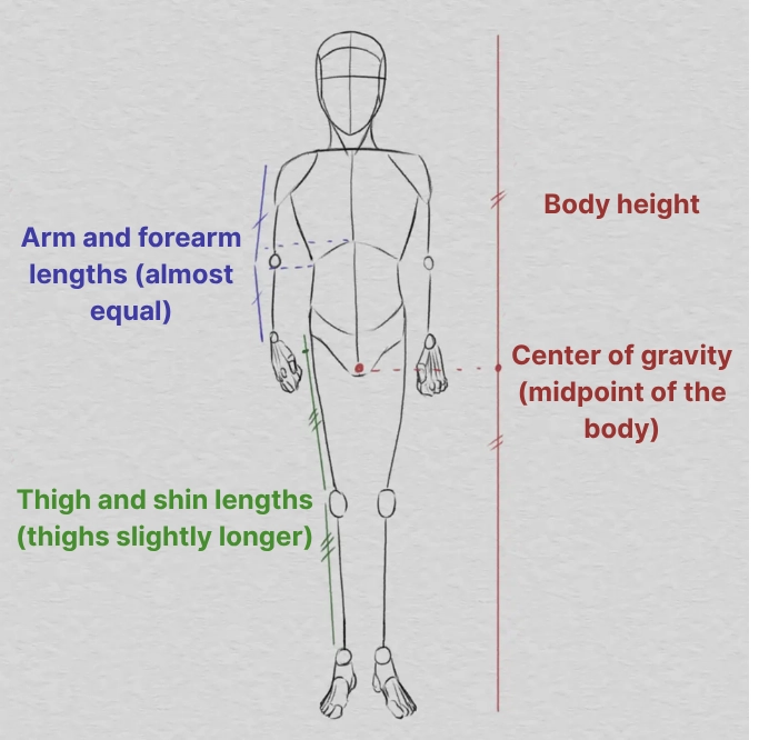 drawing of a body according to relative proportions