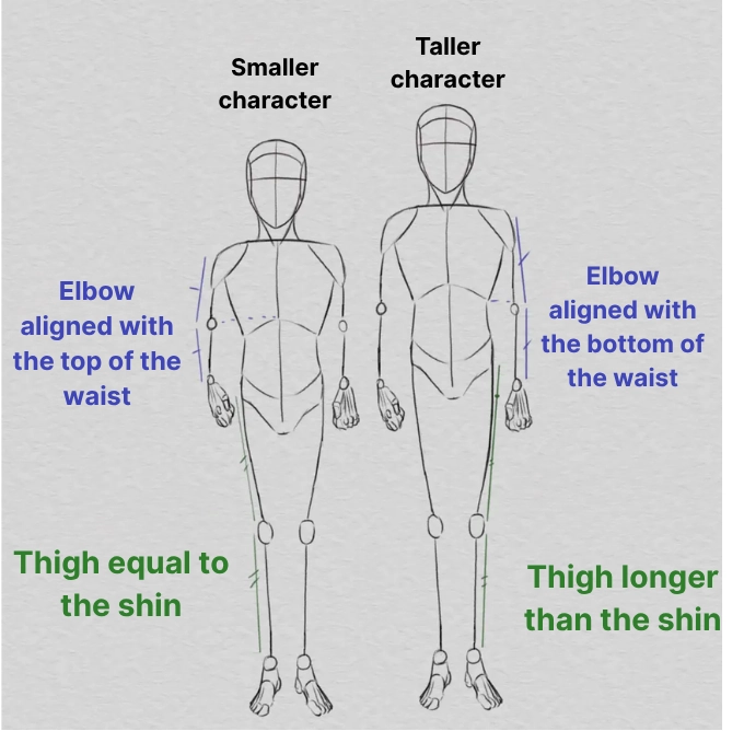 drawing of body proportions according to size