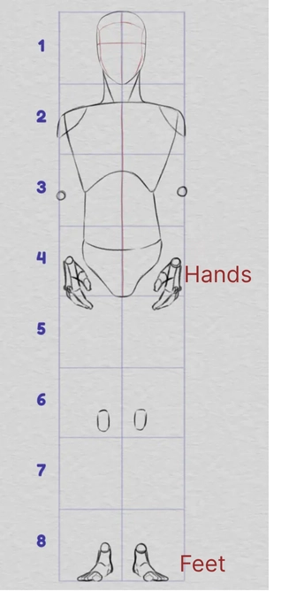 drawing of the proportions of hands and feet