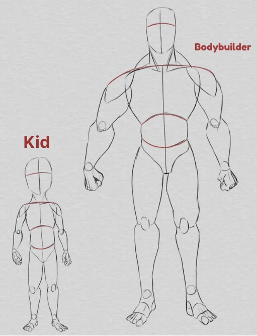 Drawing the Proportions of the Human Body