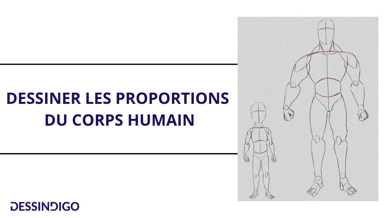 Dessiner les proportions du corps humain