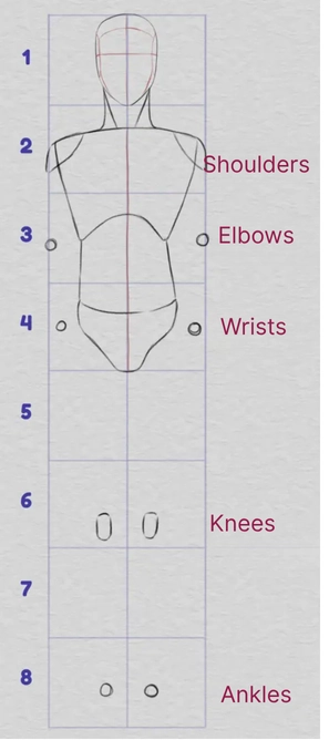 drawing of the proportions of the lower body