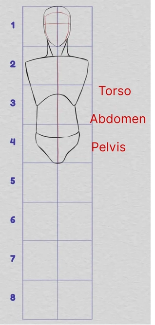 drawing of the proportions of the upper body