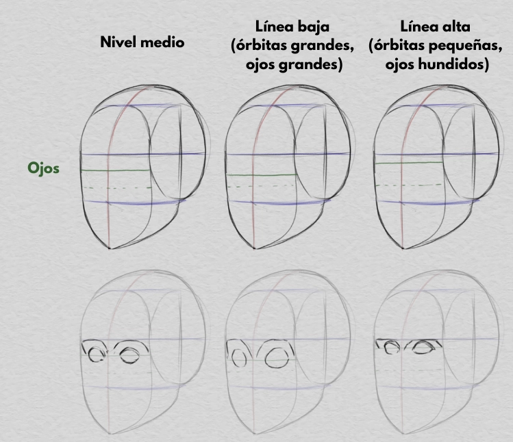 dibujar la línea de los ojos y las proporciones del rostro