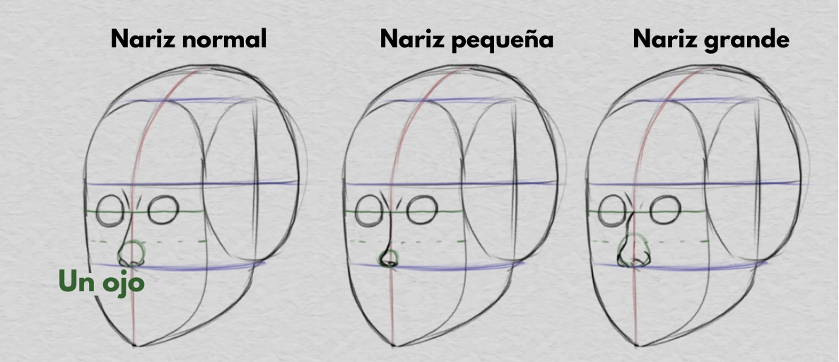 dibujar la nariz y las proporciones de la cara