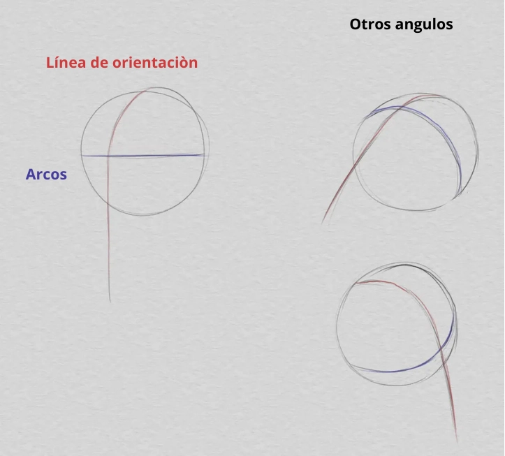 dibujar la cabeza y las proporciones de la cara