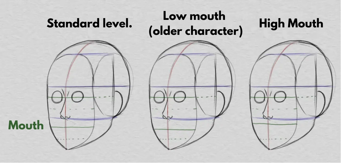 drawing the ears and the proportions of the face