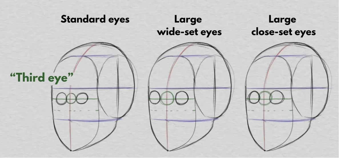 draw the space between the eyes and the proportions of the face