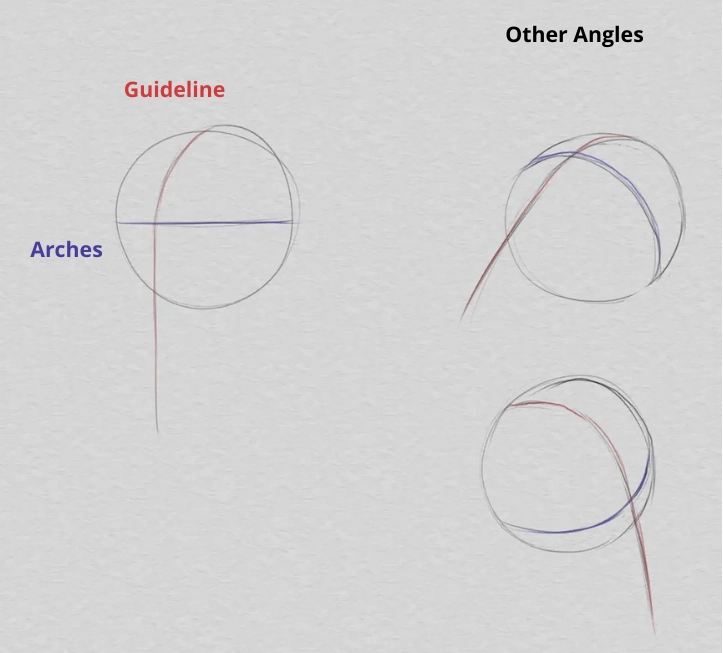 drawing the head and the proportions of the face