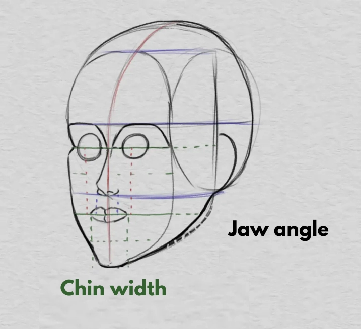 drawing the orbits and proportions of the face