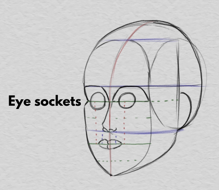 drawing the width of the mouth and the proportions of the face
