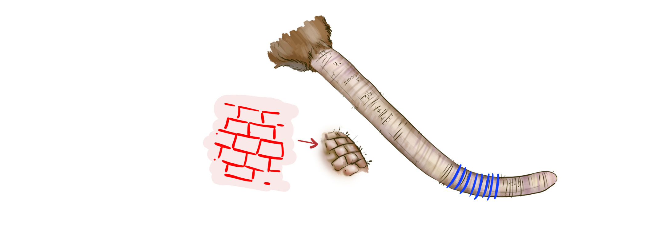 dibujar la cola de la rata