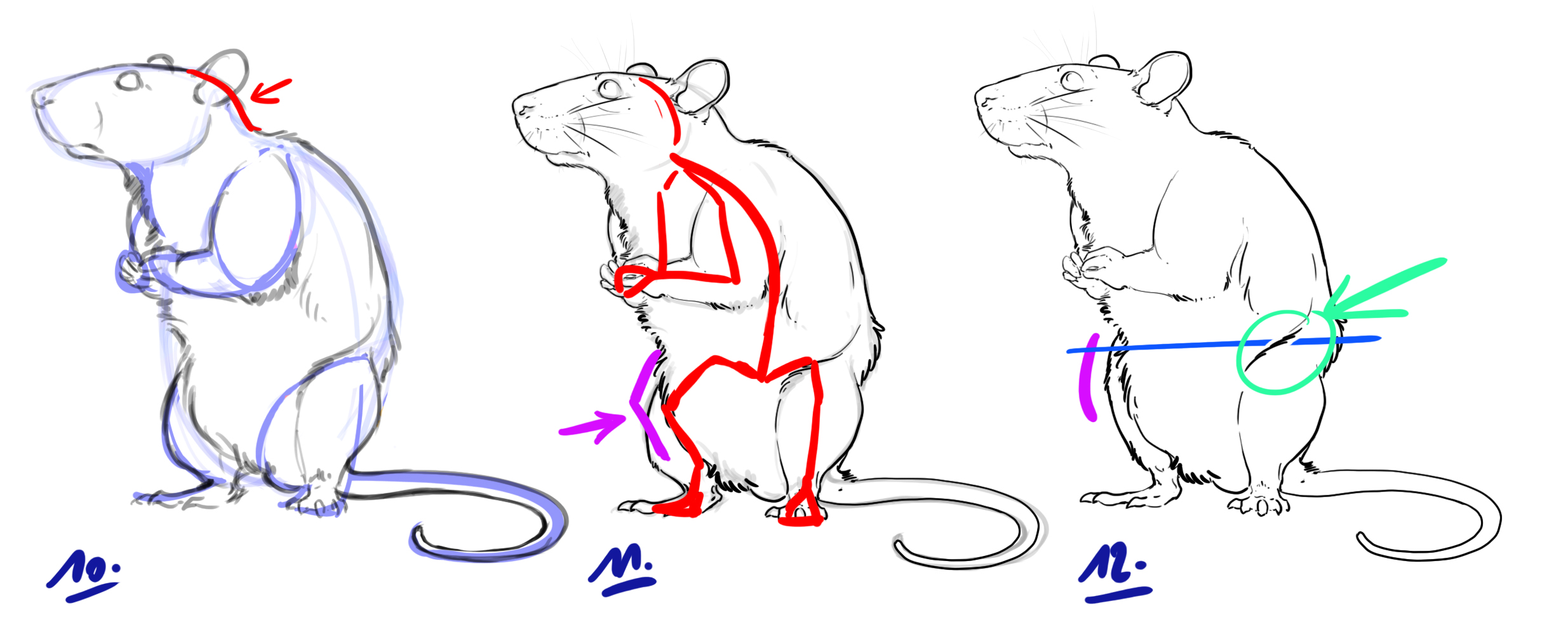 dessiner un rat étape 4