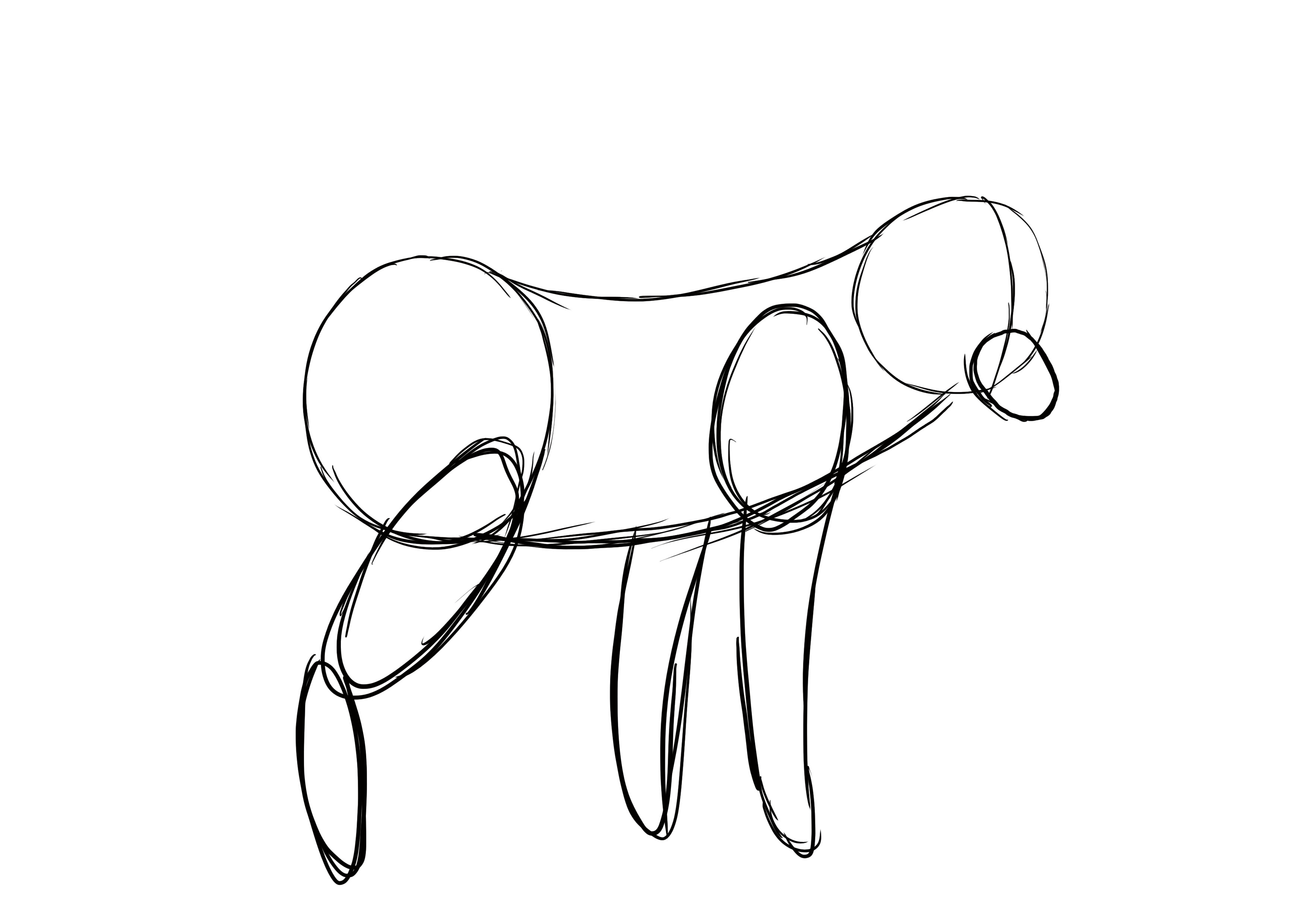 croquis des pattes du renard