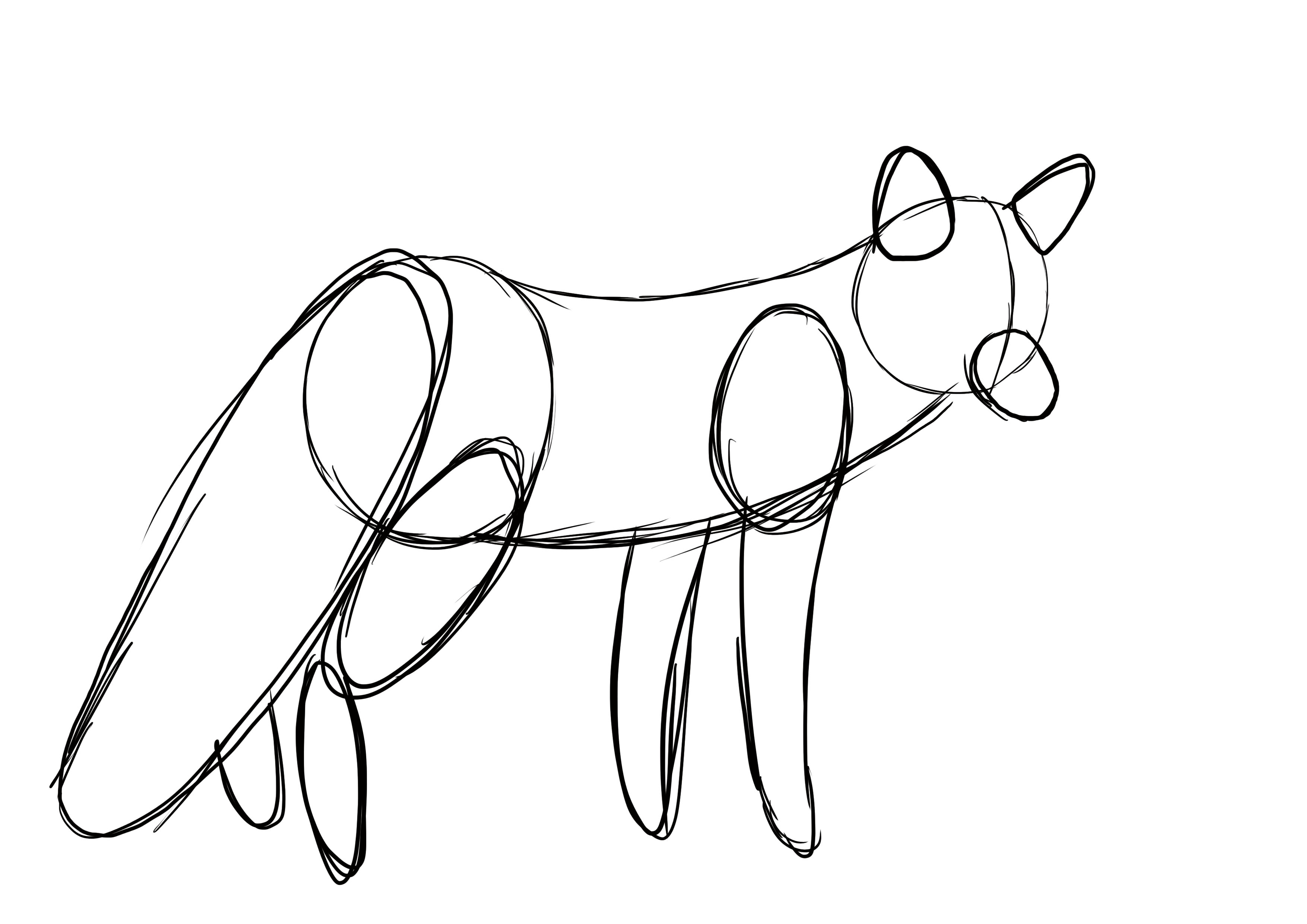 croquis de la queue et des oreilles du renard