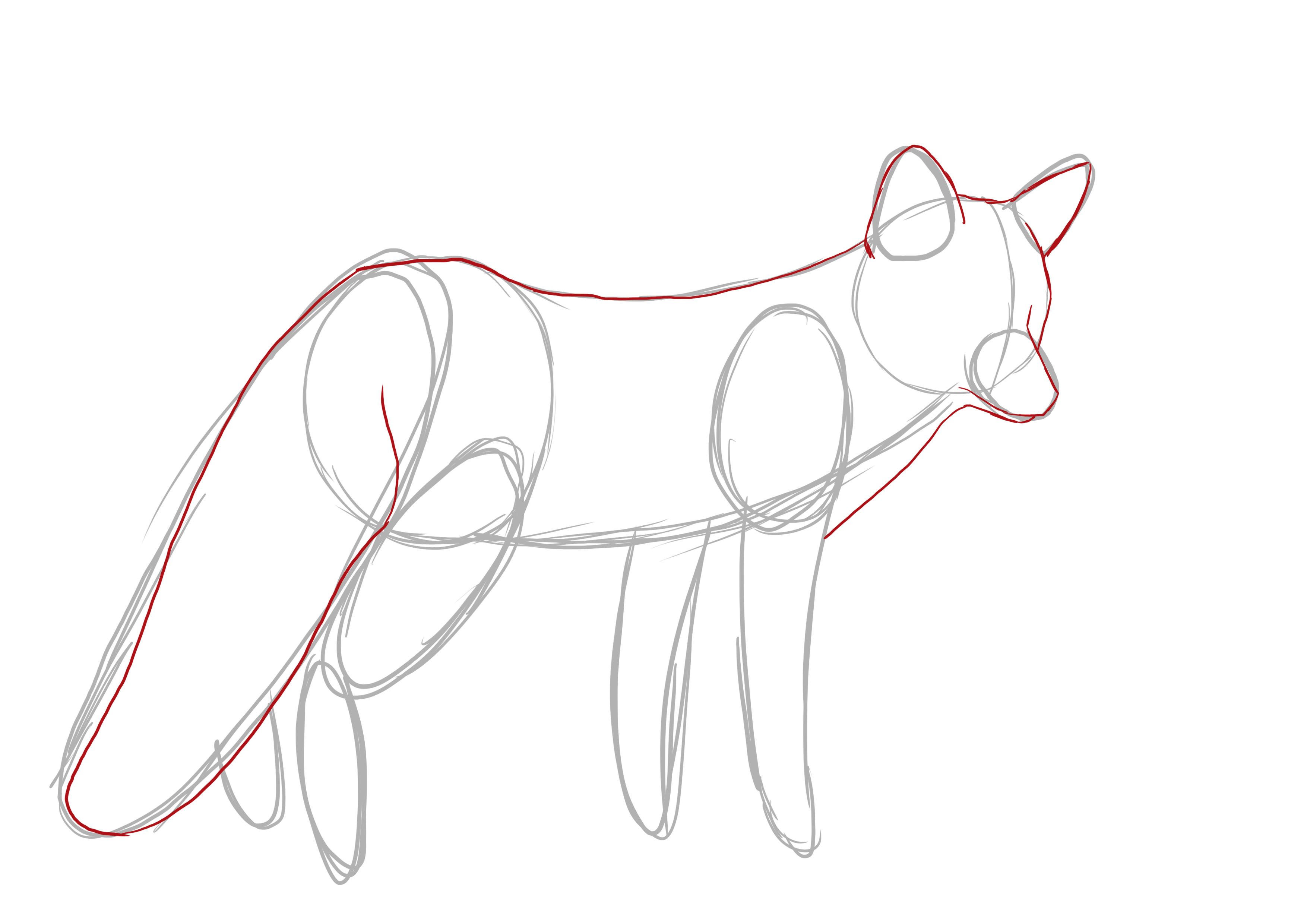 dessiner le corps du renard au propre